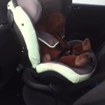 Reboarder Kindersitz im Auto eingebaut mit Stofftier